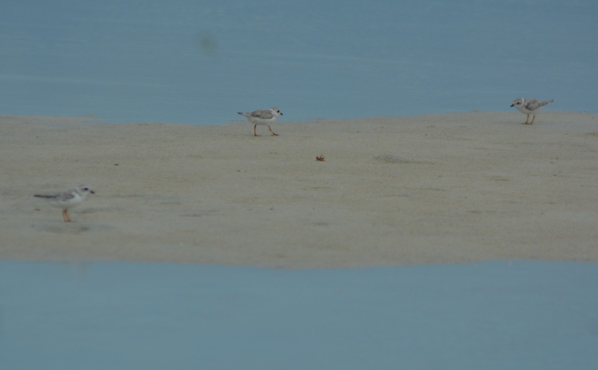 Piping Plover - ML367629051