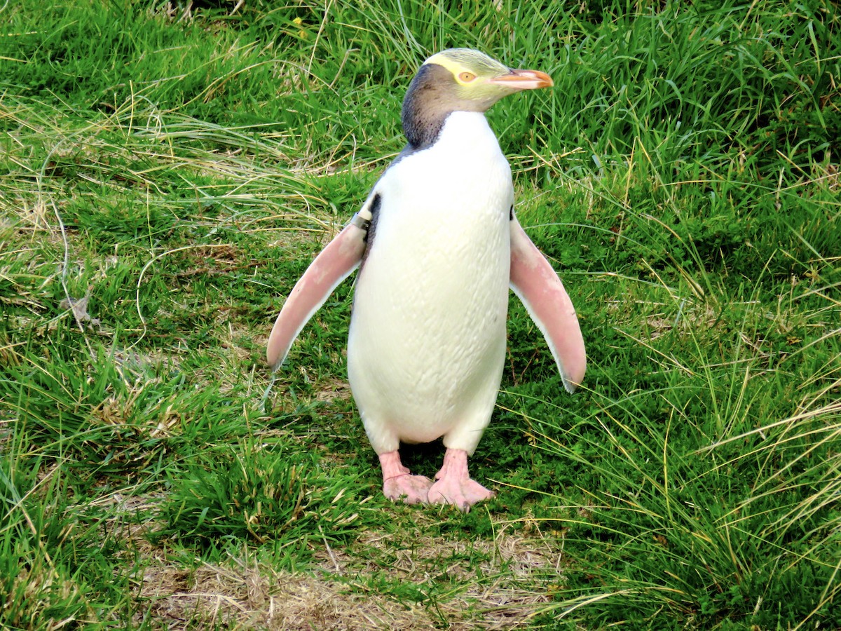 Великолепный пингвин - ML367633361