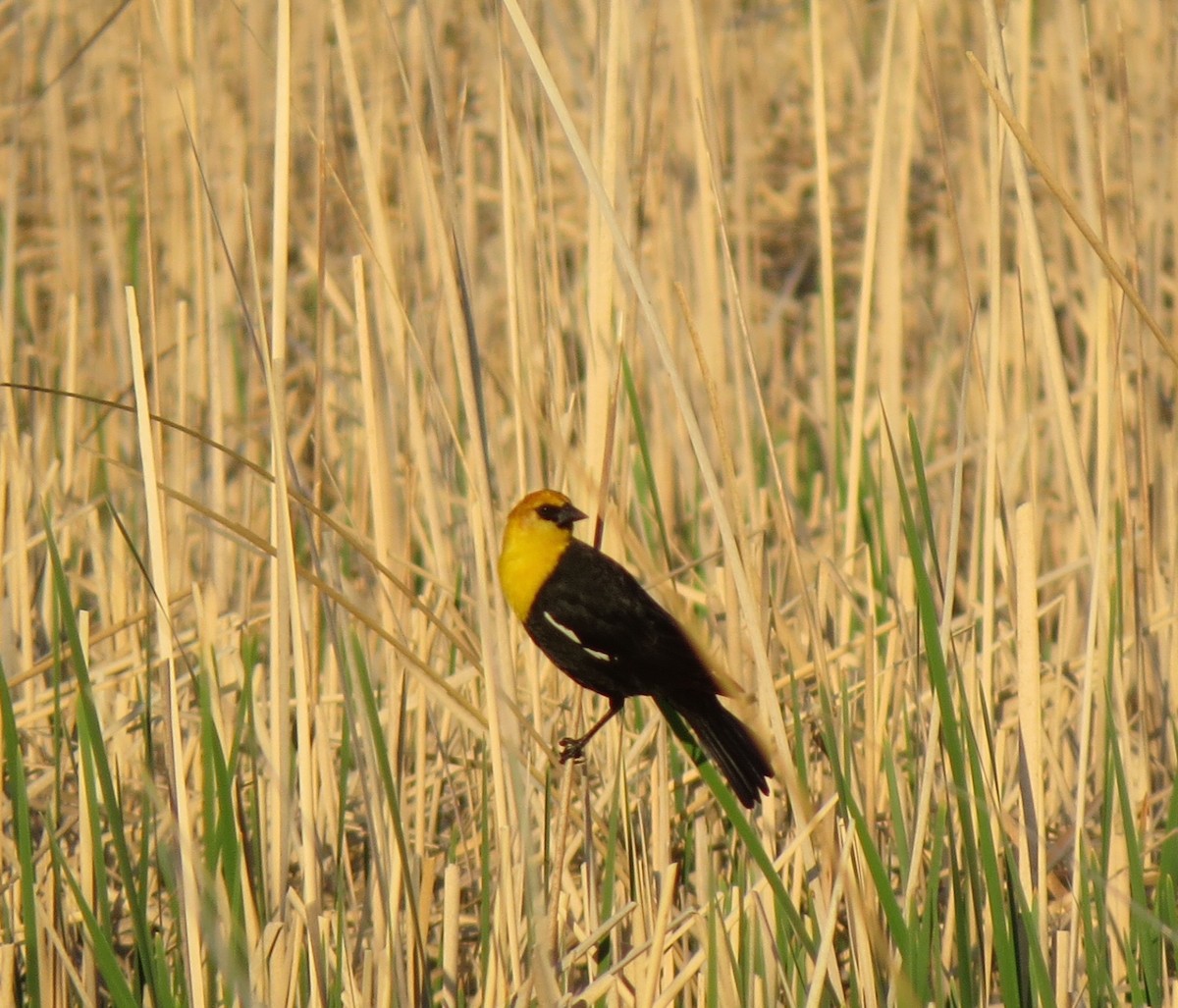 Yellow-headed Blackbird - ML367635961