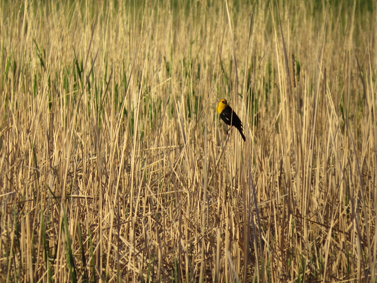 Yellow-headed Blackbird - ML367636011