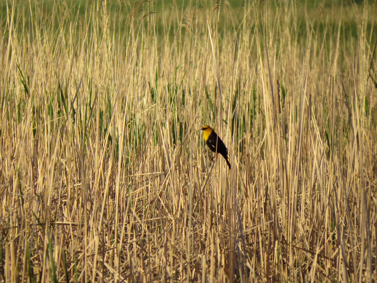 Yellow-headed Blackbird - ML367636031