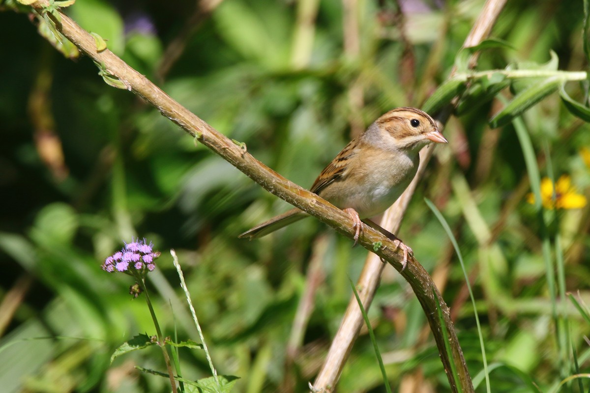 Clay-colored Sparrow - ML367637441