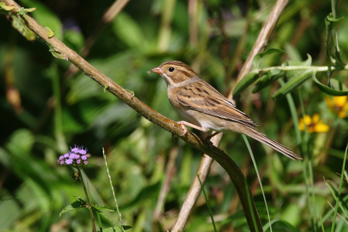 Clay-colored Sparrow - ML367637471