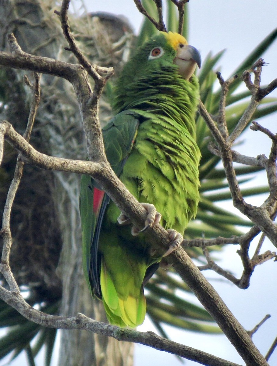 Yellow-crowned Parrot - ML367639131