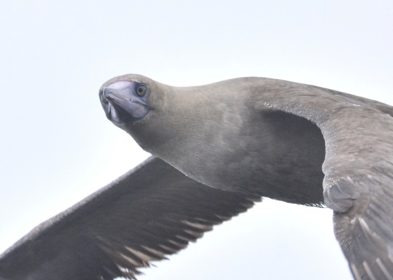 Red-footed Booby - ML367640941