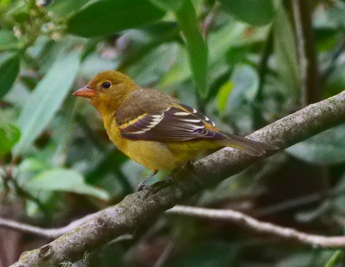 Western Tanager - ML367642121