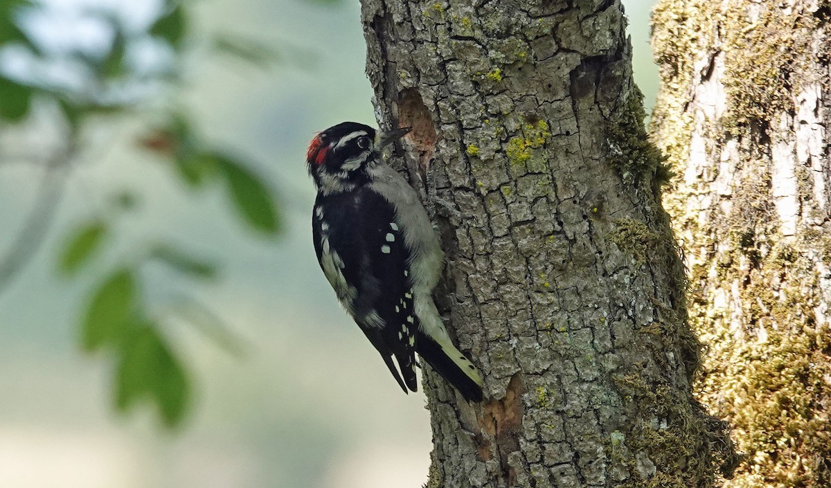 Downy Woodpecker - ML367644451