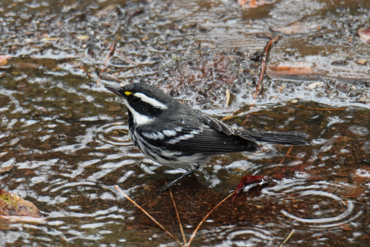 Black-throated Gray Warbler - ML367645021