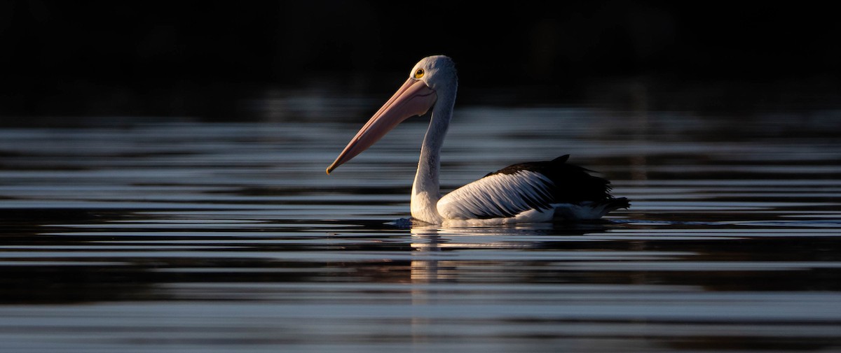 Australian Pelican - Harry Davis