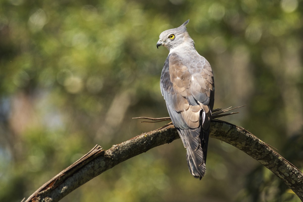 Pacific Baza - Peter Taylor