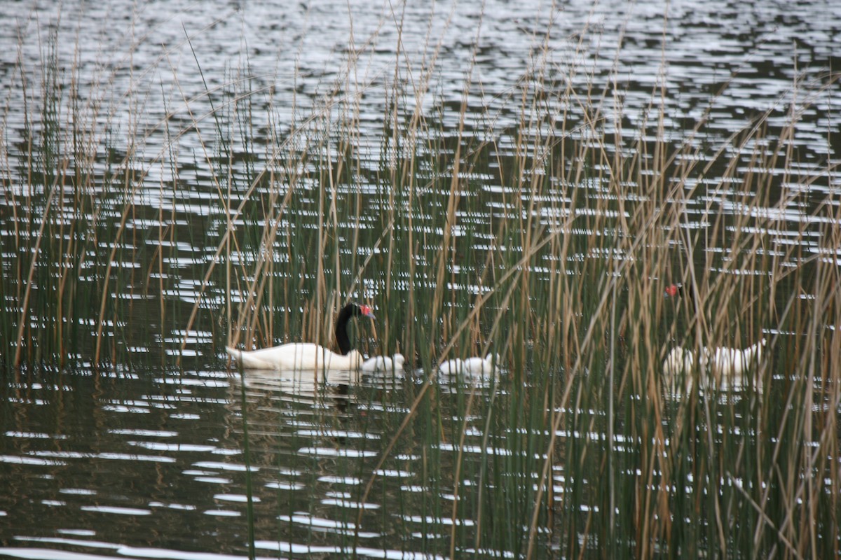 Black-necked Swan - ML36765371