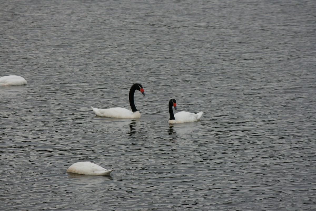 Black-necked Swan - ML36765381