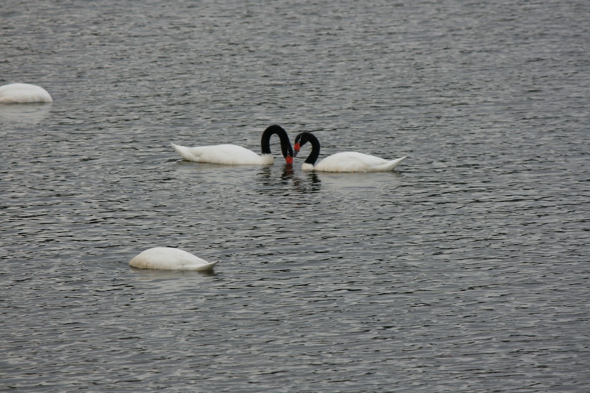 Black-necked Swan - Margarita Parraguez