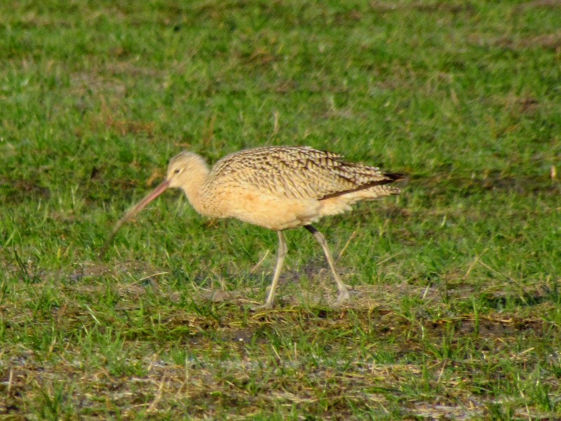 Long-billed Curlew - ML36765511