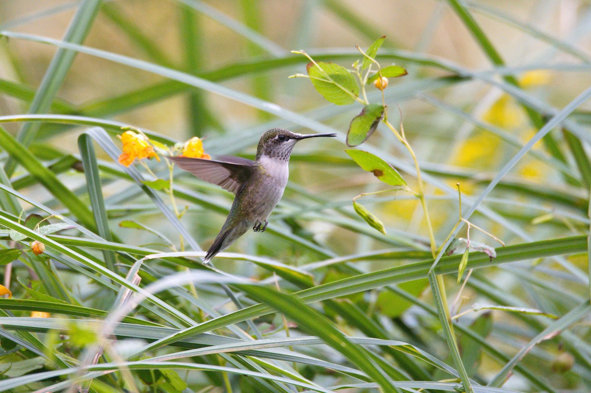 Ruby-throated Hummingbird - Leslie Correia