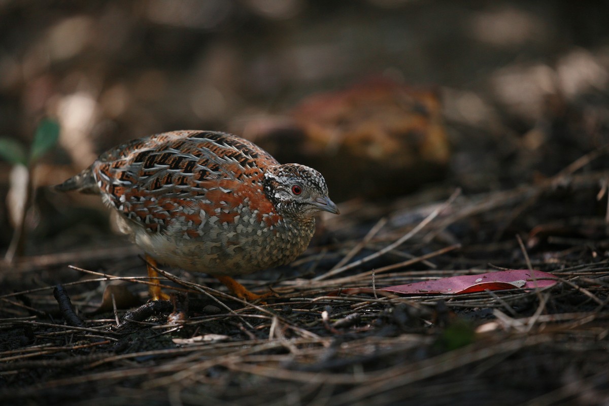 Painted Buttonquail - Anonymous
