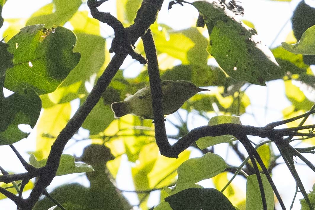 Little Green Sunbird - ML367660411