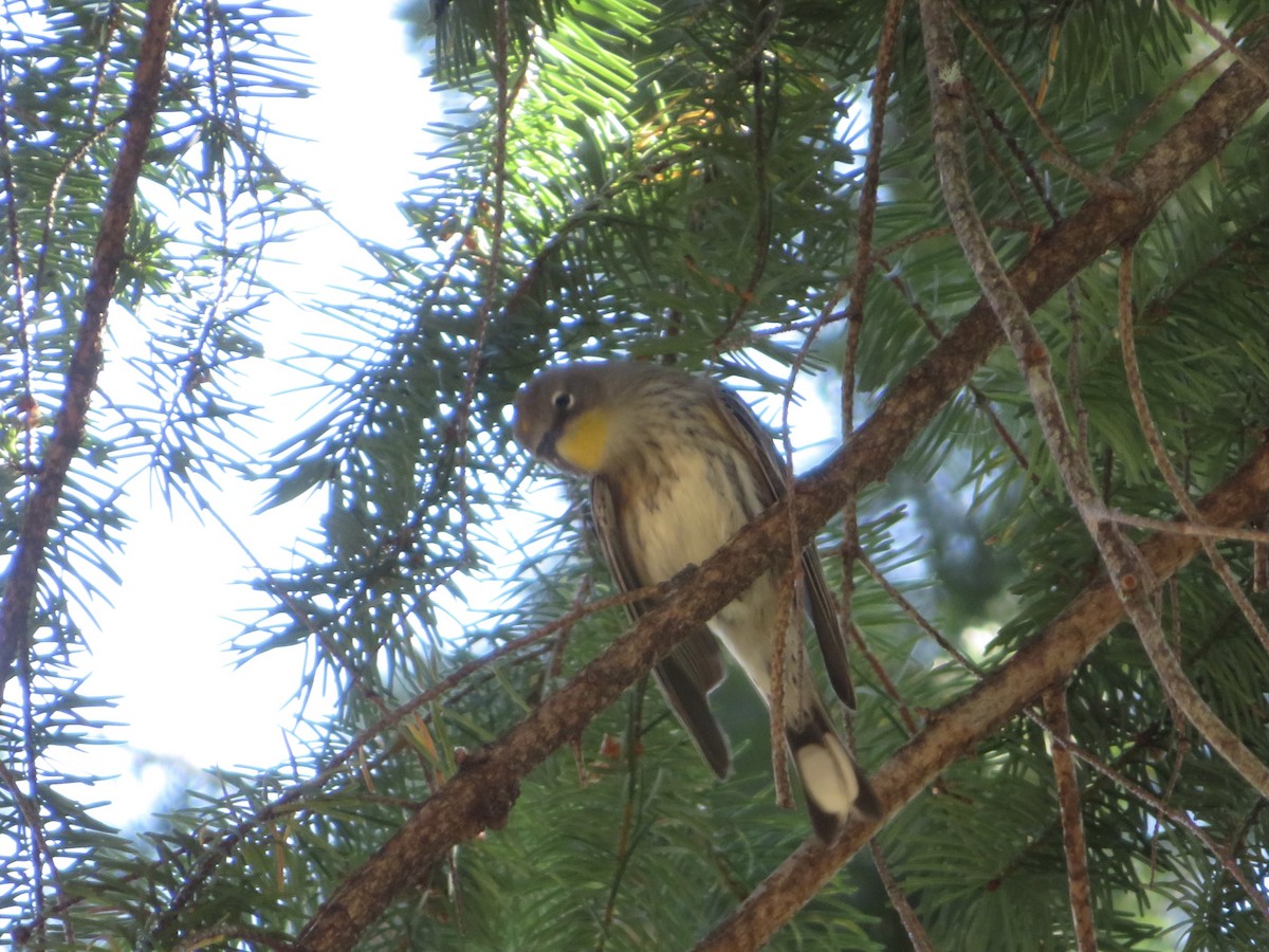 Yellow-rumped Warbler (Audubon's) - ML367661111