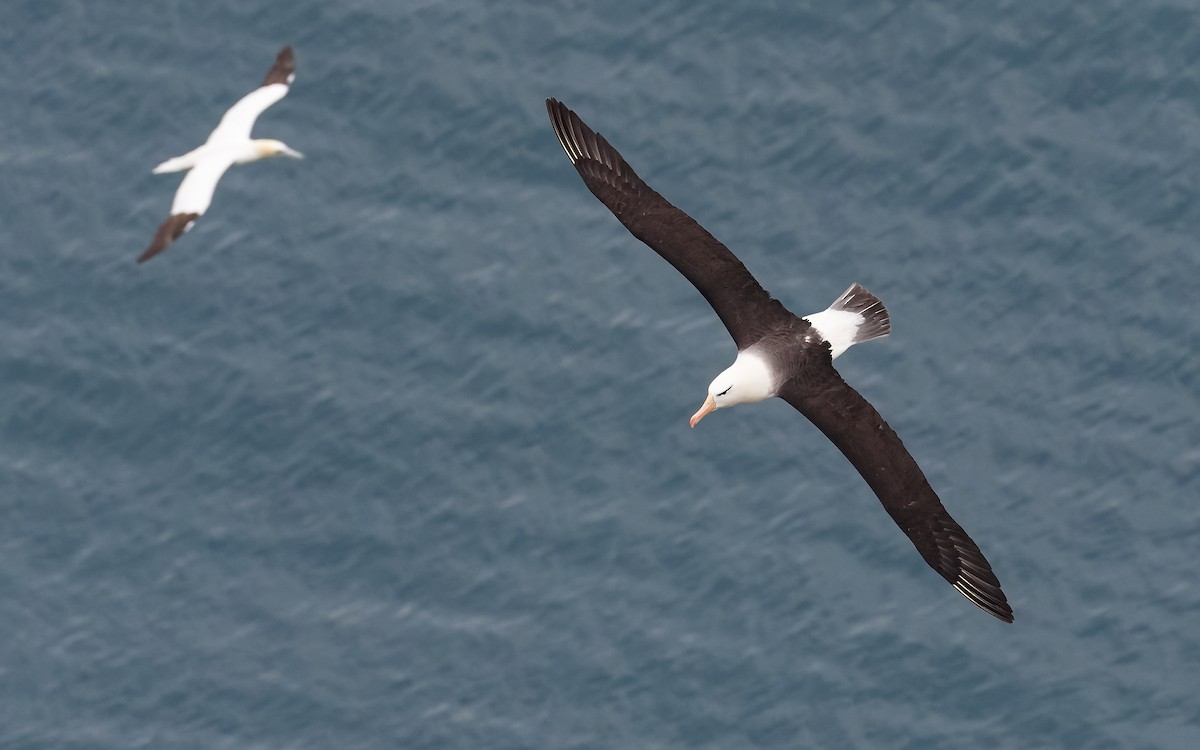 Albatros à sourcils noirs (melanophris) - ML367662851