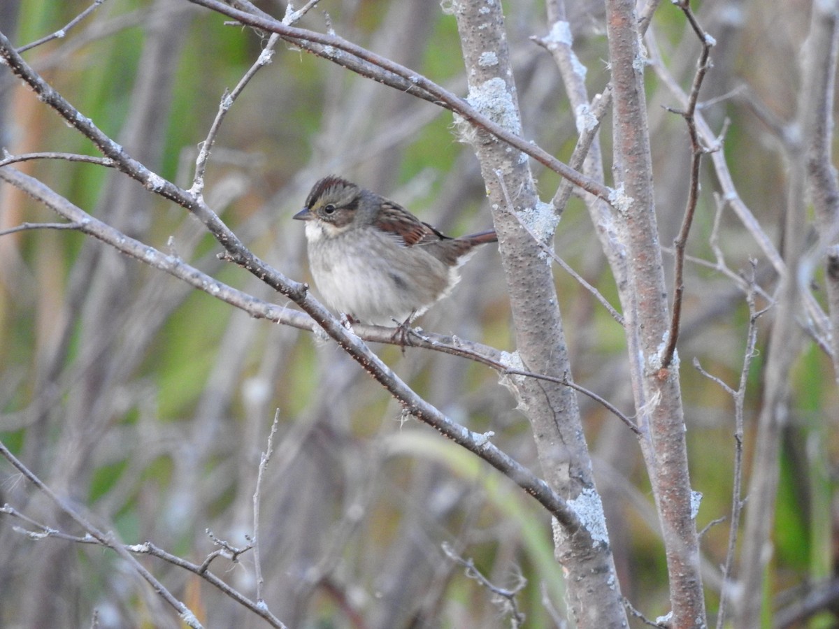 Swamp Sparrow - ML36766361