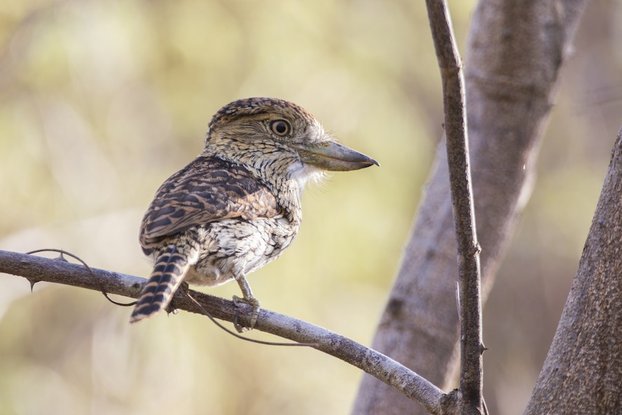 Eastern Striolated-Puffbird (torridus) - eBird