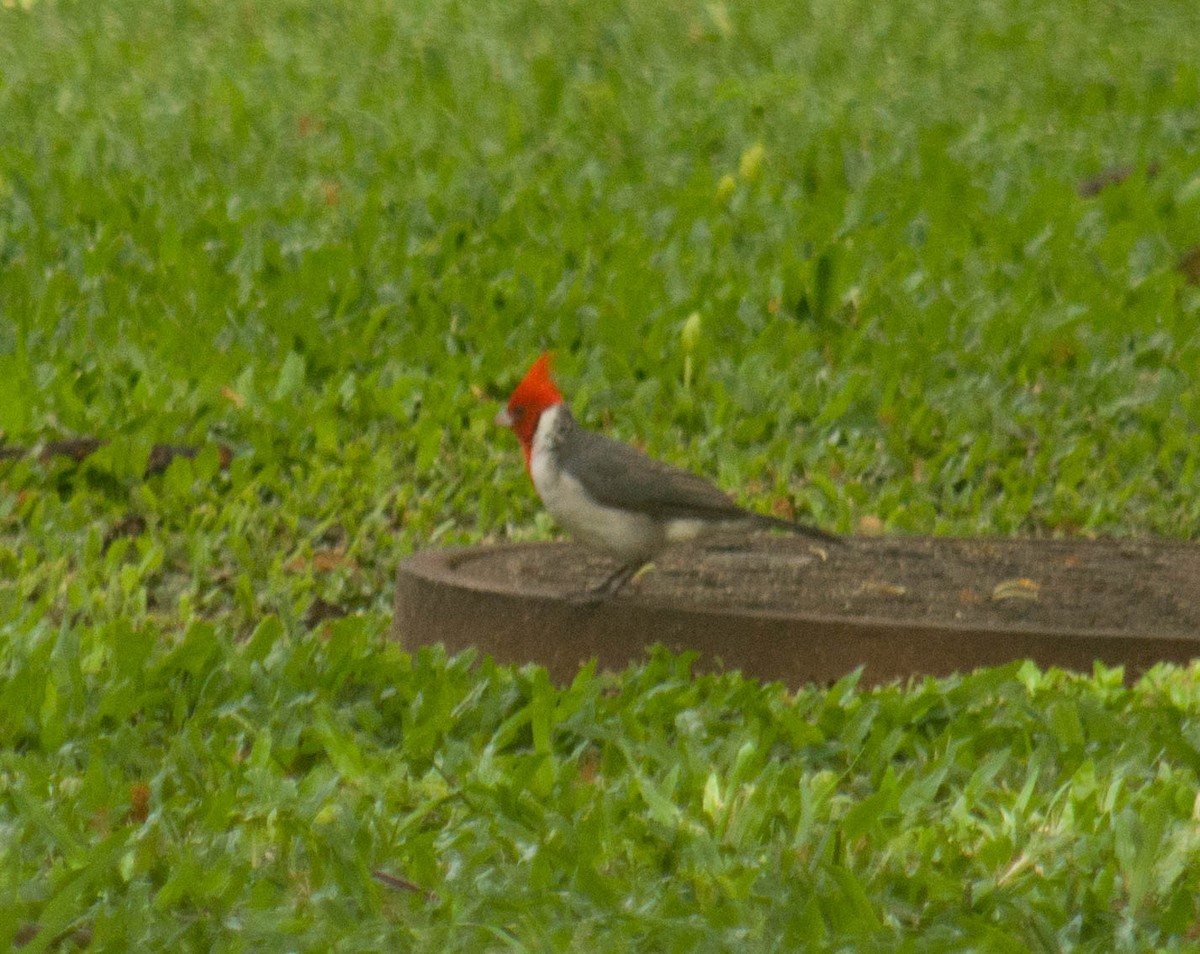 Red-crested Cardinal - ML367665161