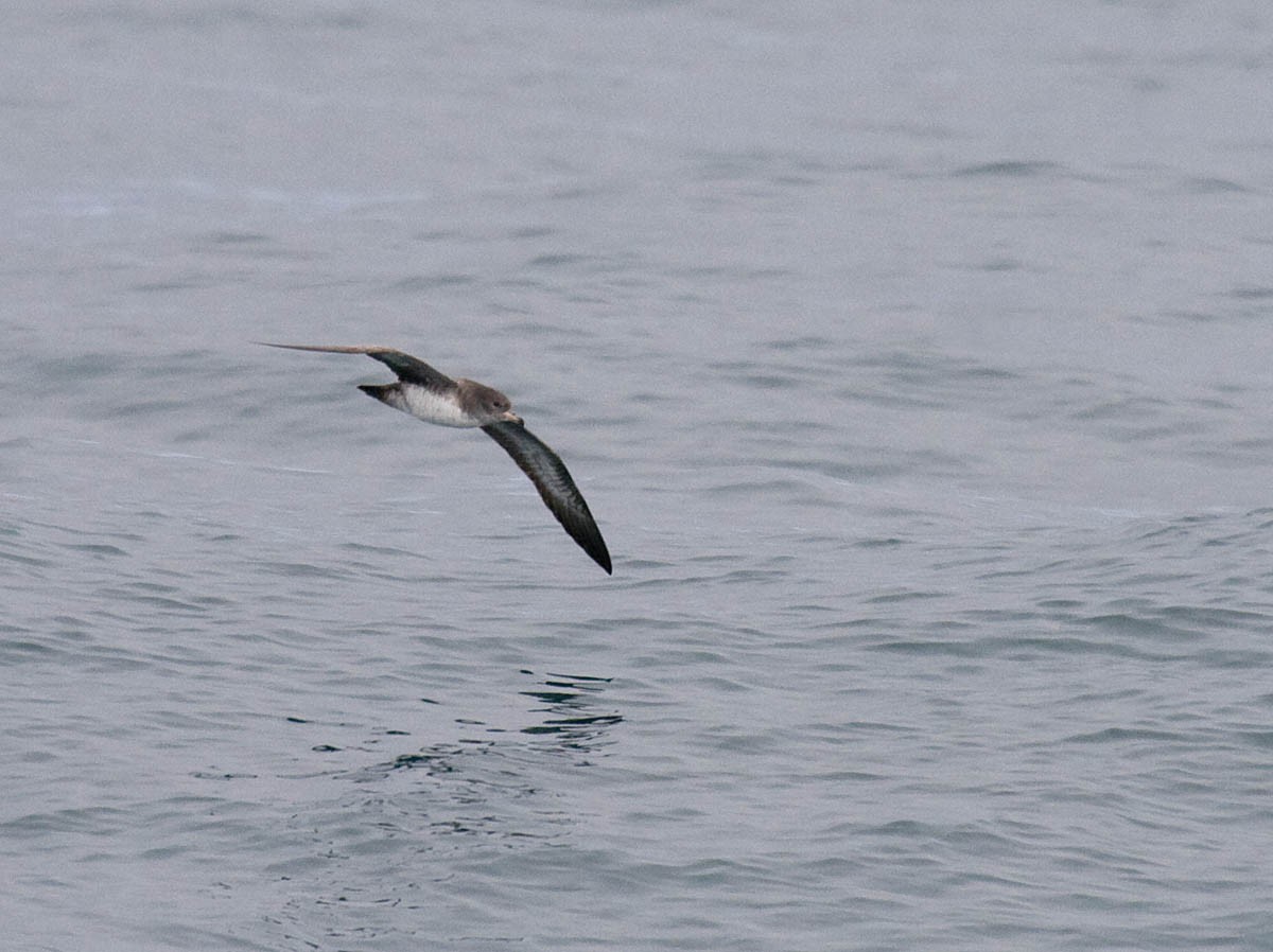 Pink-footed Shearwater - ML36767671