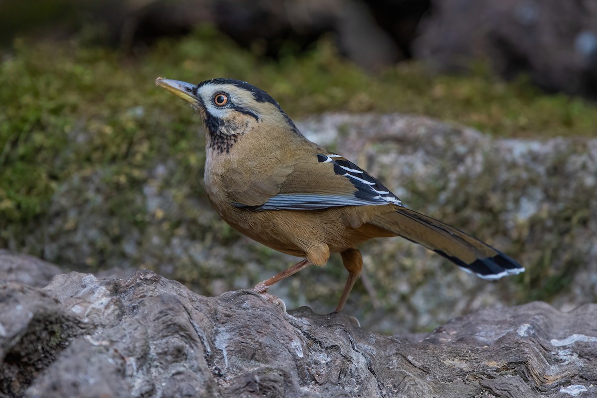 Moustached Laughingthrush - ML367679041
