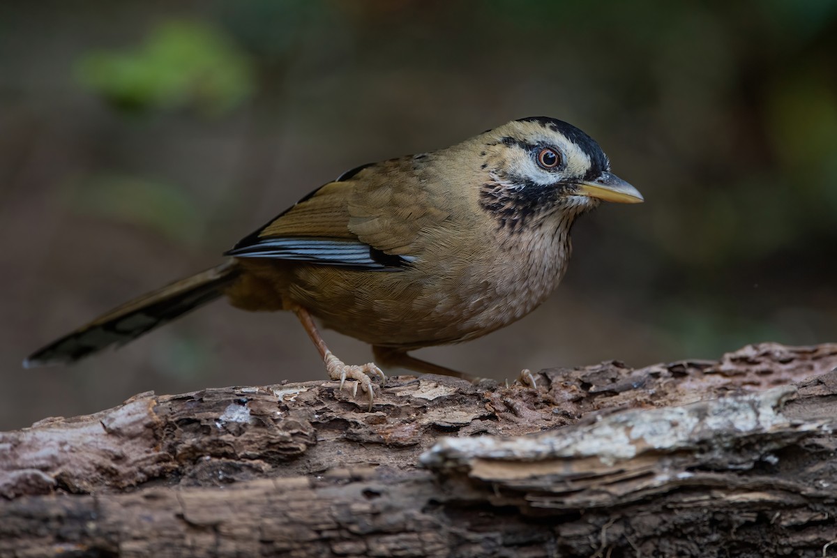 Moustached Laughingthrush - ML367679621
