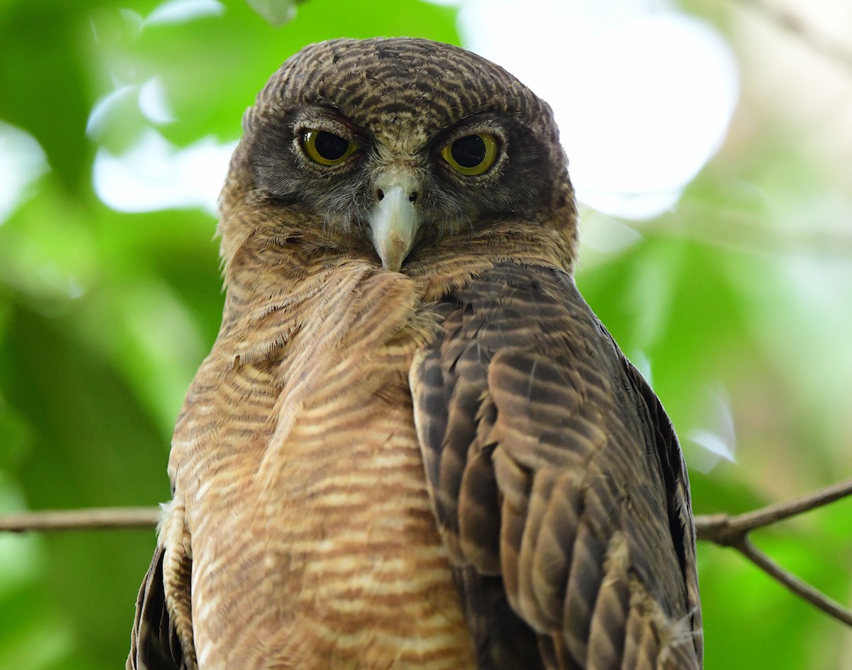 Rufous Owl - ML367681781