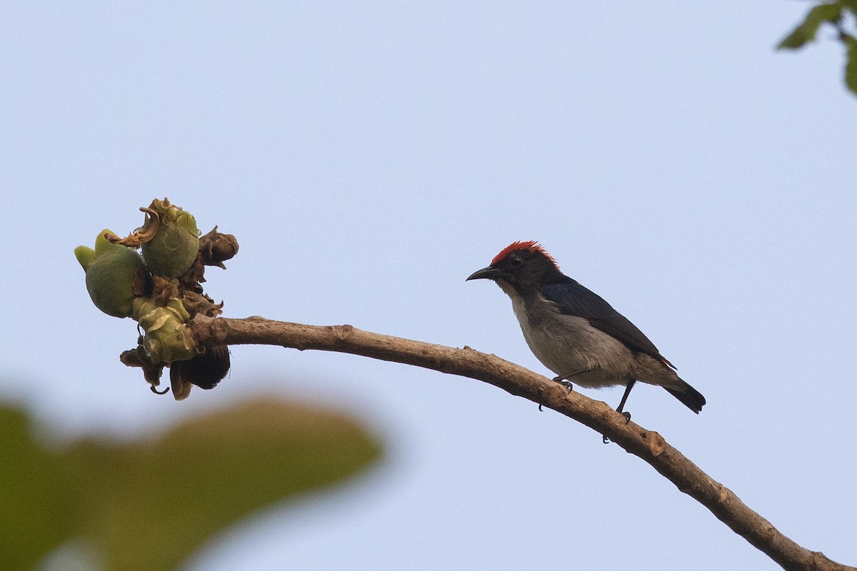 Scarlet-backed Flowerpecker - Niall D Perrins