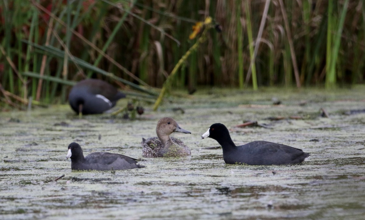 American Coot (Red-shielded) - ML36768741