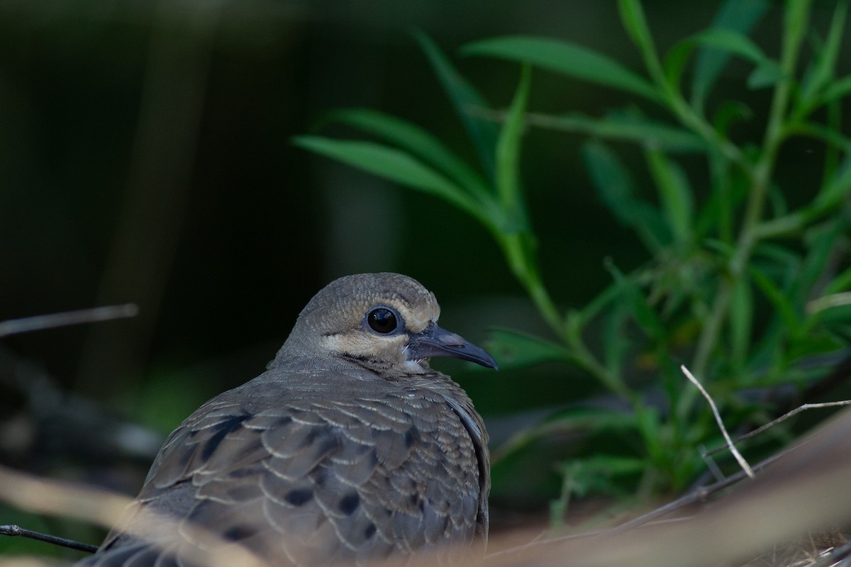 Mourning Dove - Zealon Wight-Maier