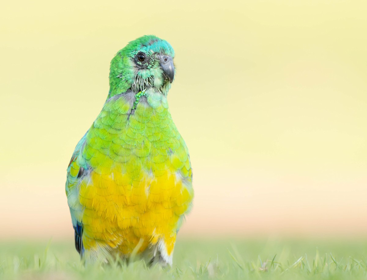 Red-rumped Parrot - ML367692631