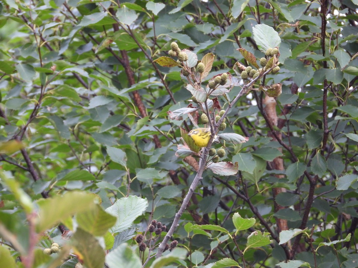Magnolia Warbler - ML367696111