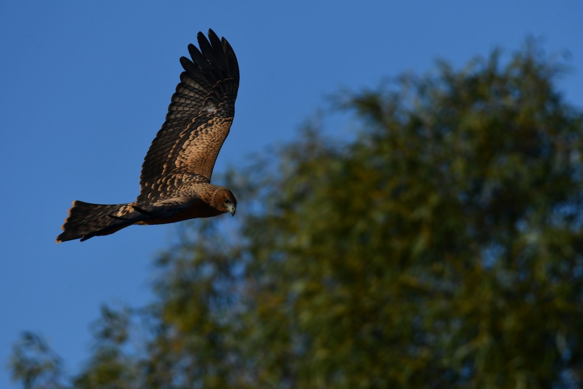 Spotted Harrier - ML367700321