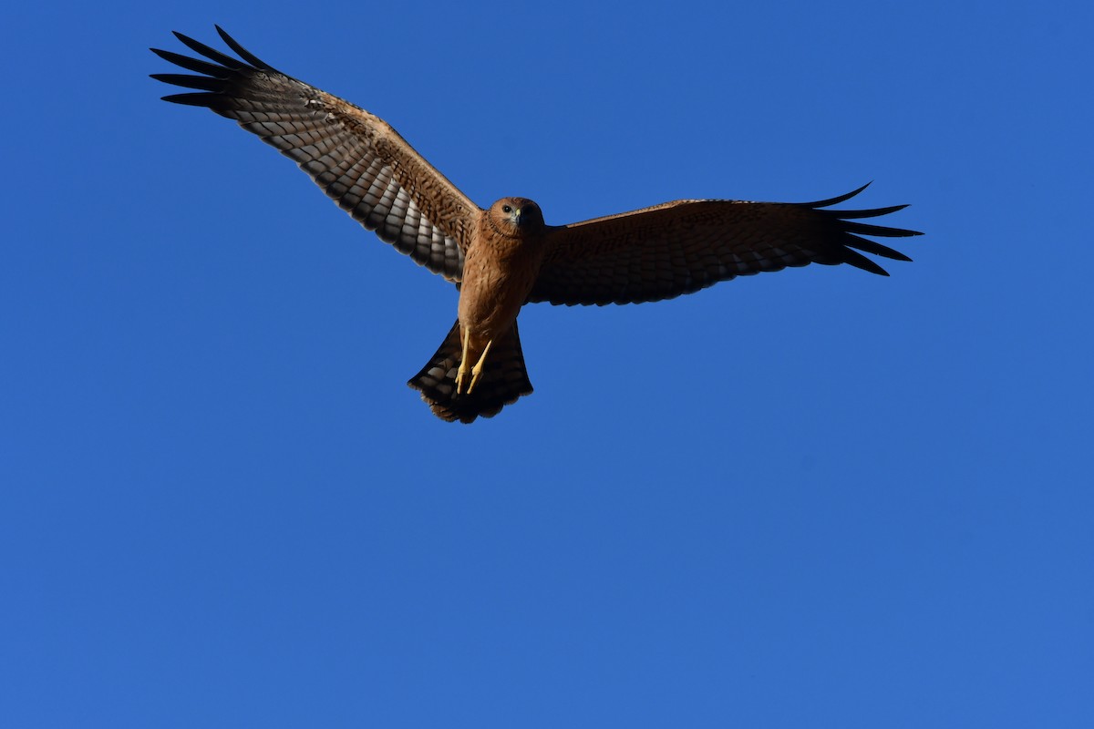 Spotted Harrier - ML367700341