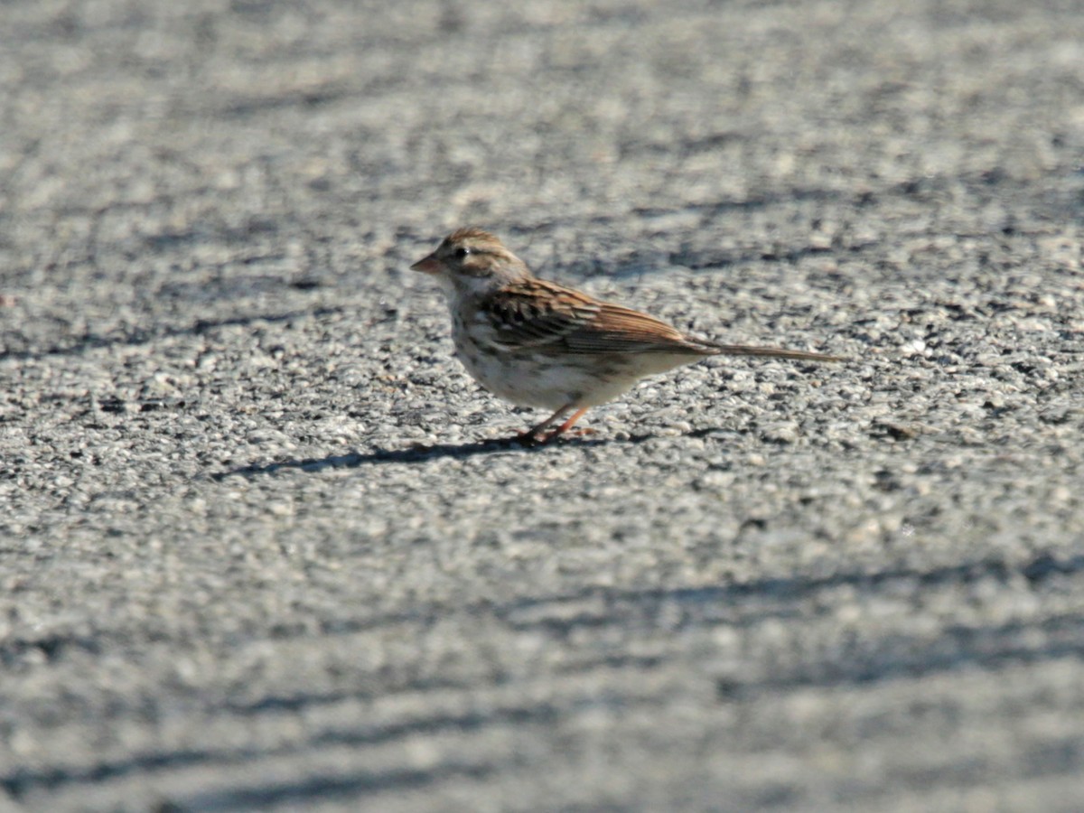 Chipping Sparrow - Aaron Maizlish