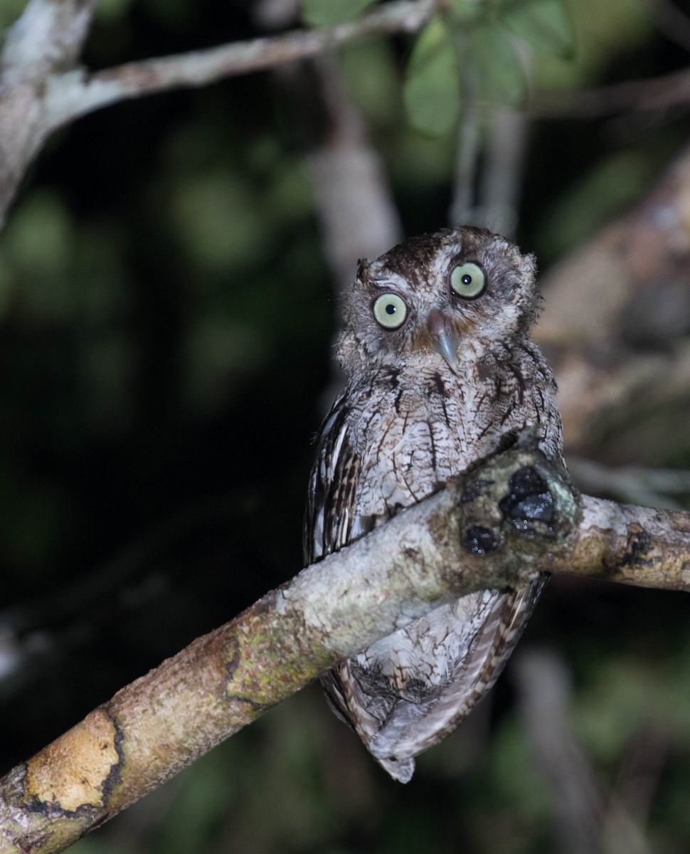 Middle American Screech-Owl (Middle American) - ML36770211