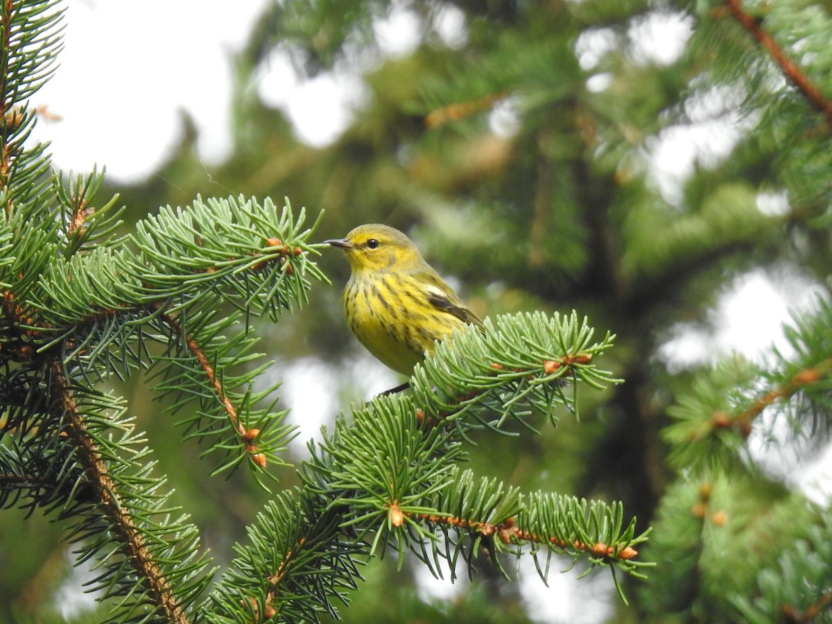 Cape May Warbler - ML367715261