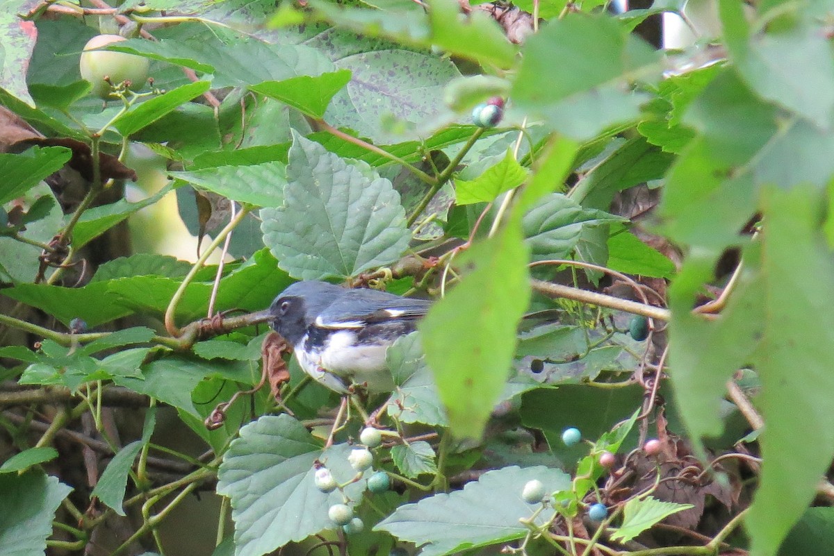 Black-throated Blue Warbler - ML367723841