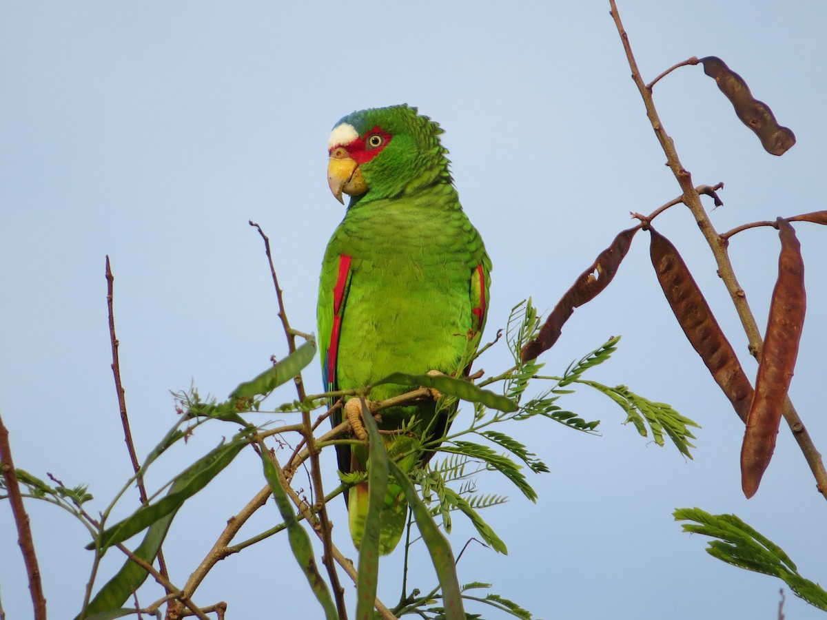 White-fronted Parrot - Mark Goodwin