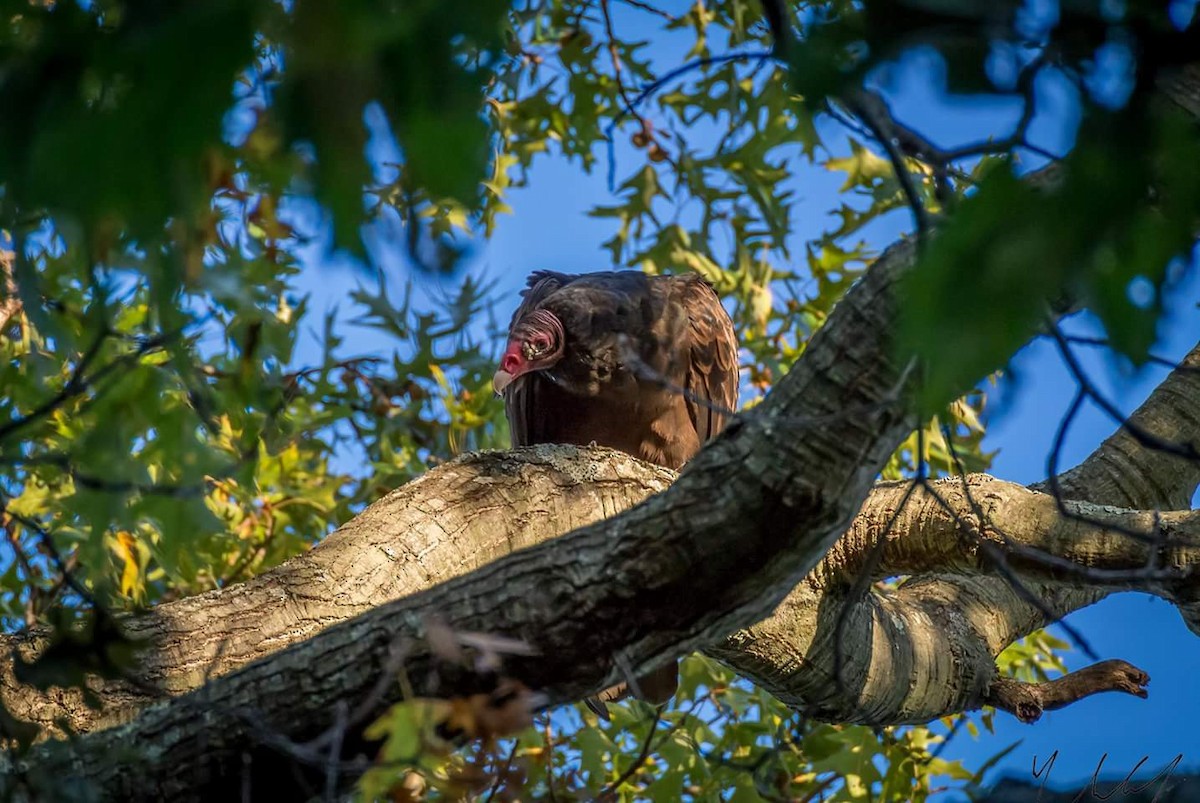 Turkey Vulture - Matthew Scharkopf