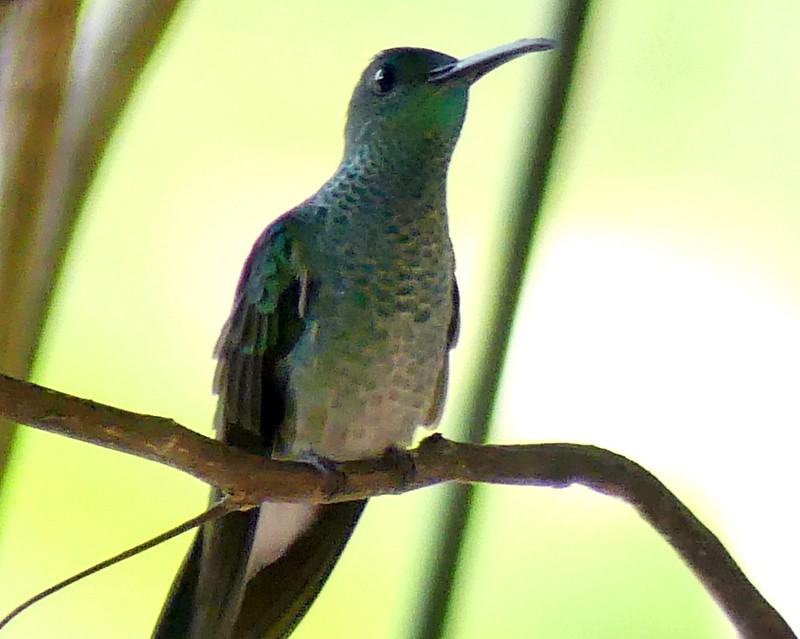 Scaly-breasted Hummingbird - ML367732641