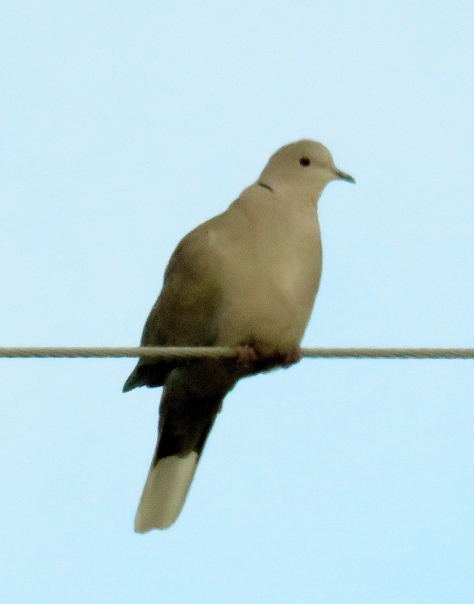 Eurasian Collared-Dove - ML36773491