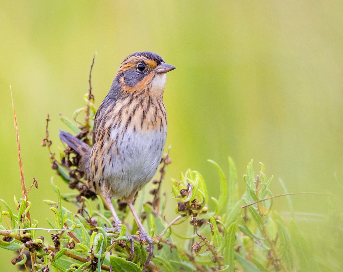 Saltmarsh Sparrow - Rhys Marsh