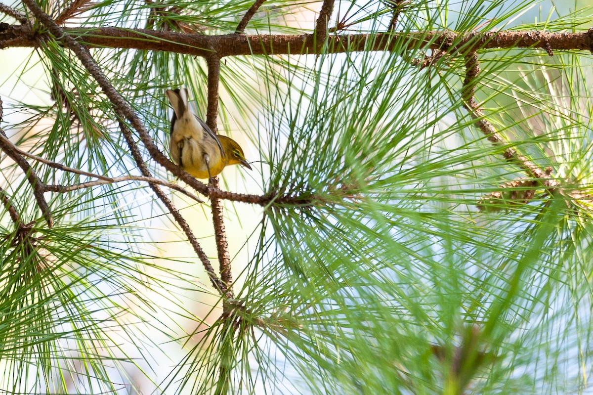 Yellow-throated Vireo - Dennis Grizzle