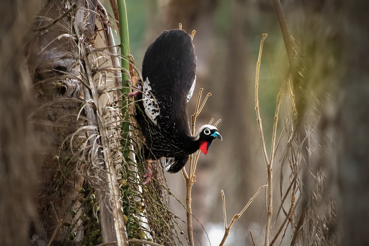 Black-fronted Piping-Guan - ML367758411