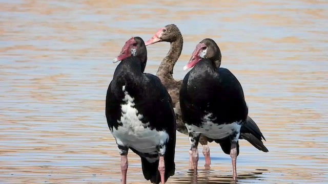 Spur-winged Goose - ML367760561