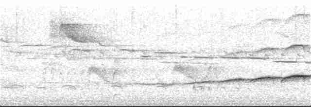 Large-tailed Antshrike - ML367760681